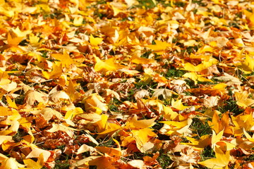 Ahornblätter, gelb verfärbtes Herbstlaub
