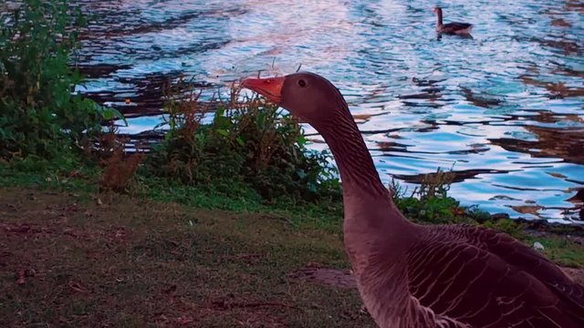 grey goose hissing close-up