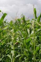 Corn