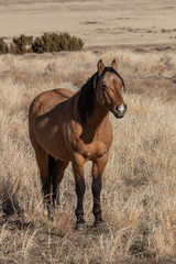 Majestic Wild Horse in the Utah Desert