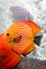 bunte Diskusfische im Aquarium