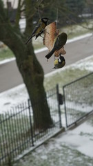 ptak drzewo natura © Magorzata