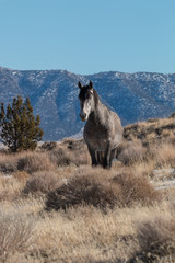 Majestic Wild Horse in the Utah Desert