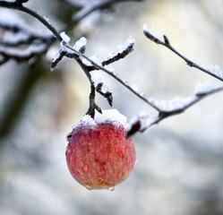 frozen apples in an apple orchard on cold sunny december morinig