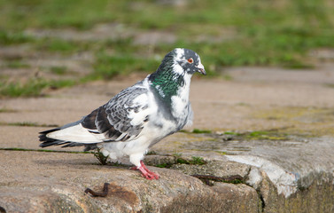 Pigeon
