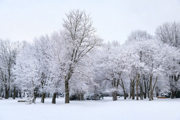Snow-covered trees in a public park