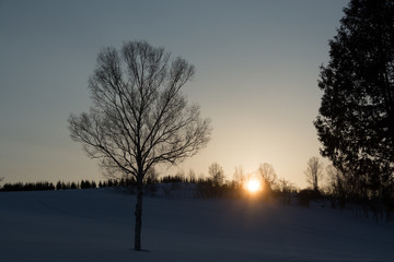 夕日が沈む丘と冬木立