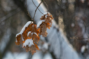 śnieg na liściach © Dariusz Grochal 