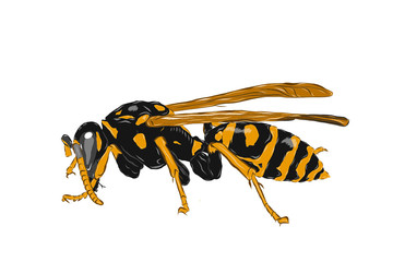 wasp graphic