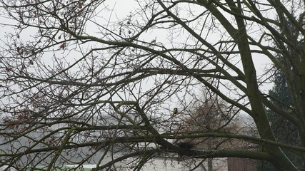 ptak drzewo natura © Magorzata