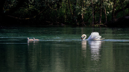 cigni sul fiume Adda