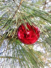 christmas decoration on tree,red ball with pine branches
