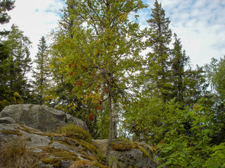 Dettail of the forest at a national park