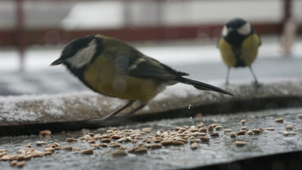 ptak drzewo natura © Magorzata