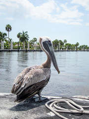 Gro&szlig;er brauner Pelikan 