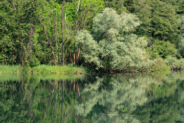 vegetazione lungo il fiume Adda - Lombardia