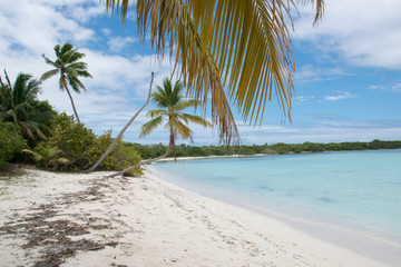 Fototapeta na wymiar Dominican Republic lost beach at Saona Island