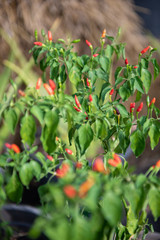 Thailand red hot chilli tress in the garden ready to cook.