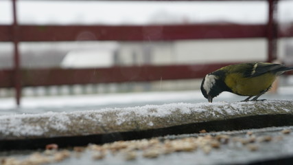 ptak drzewo natura © Magorzata