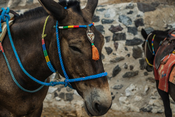 Santorini Fira , Grecia - donkey