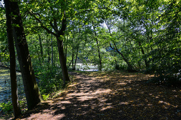 Fototapeta premium Waldweg Frühling frisches Grün Laubwald Buchen