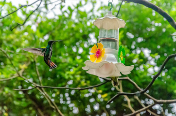 hummingbird eating from a drinking fountain with a herbal background