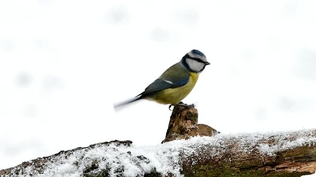 blue tit in winter time near feeder