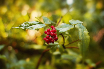 red berries on tree