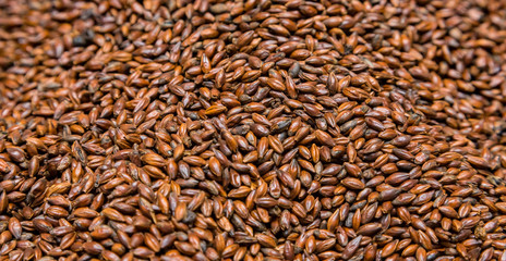 Close-up Dried Dark Black Barley Malt in a sack for brewing beer