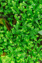 Close up texture of green leaves or leafs on a surface with shallow depth of field and selective focus