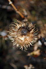 Silybum marianum (cardus marianus, milk thistle, blessed milkthistle, Marian thistle, Mary thistle or Scotch thistle) dry flowers on blurry gray grass background, top view