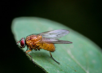 Fliege auf einem Blatt