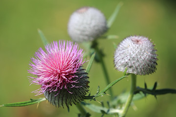 prickly thistle flower on green meadow