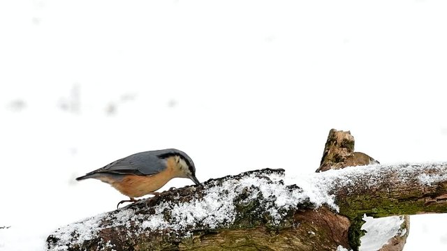 nuthatch bird during winter