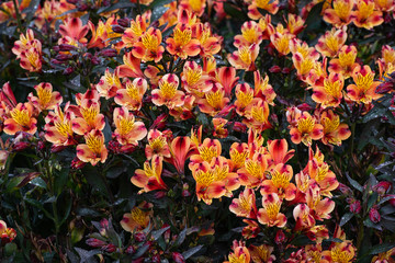 Colorful flowers, Peruvian Lily Indian Summer