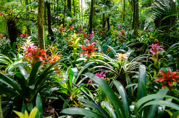Fototapeta na wymiar Colorful Iguazu native flowers