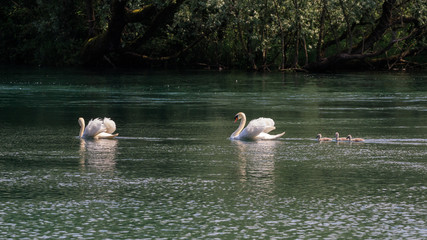 cigni sul fiume Adda