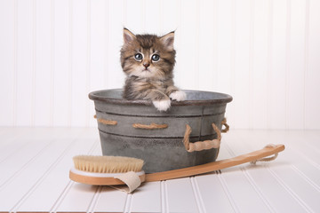 Kittens in Washtub Getting Groomed By Bubble Bath