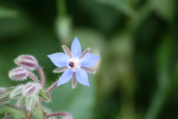 fleur des champs bleu