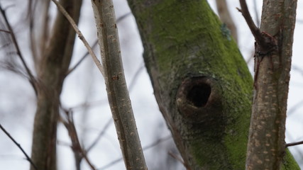 ptak drzewo natura © Magorzata