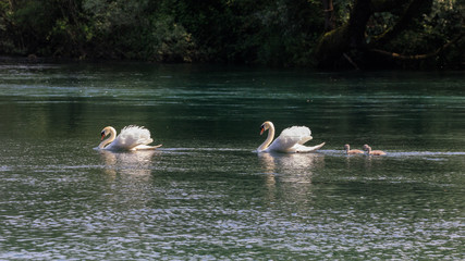 Naklejka premium cigni sul fiume Adda