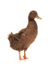 male brown shaggy duck shaggy with water droplets isolated