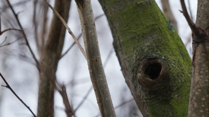 ptak drzewo natura © Magorzata