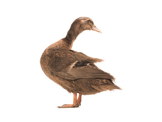 male brown duck isolated
