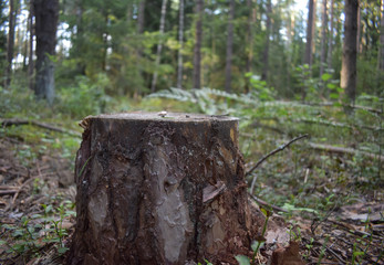 Stump in the woods.
