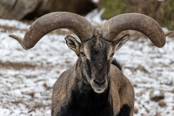Nubian Ibex presenting his huge horns 