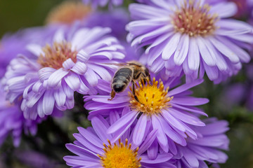 Gartenblume mit Biene von hinten