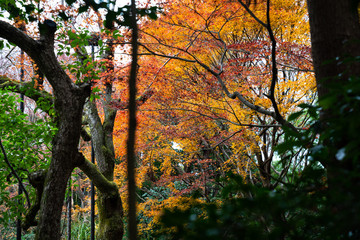 Obraz premium Maple Park