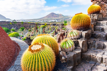 Beatiful View of cactus garden, Jardin de Cactus in Guatiza, Lanzarote, Canary Islands, Spain