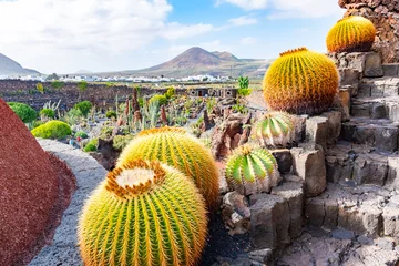 Fototapete Beatiful View of cactus garden, Jardin de Cactus in Guatiza, Lanzarote, Canary Islands, Spain © pszabo